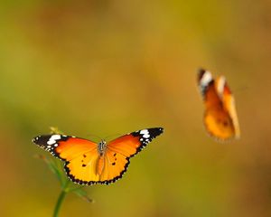 Preview wallpaper butterflies, lubricated, flight, light