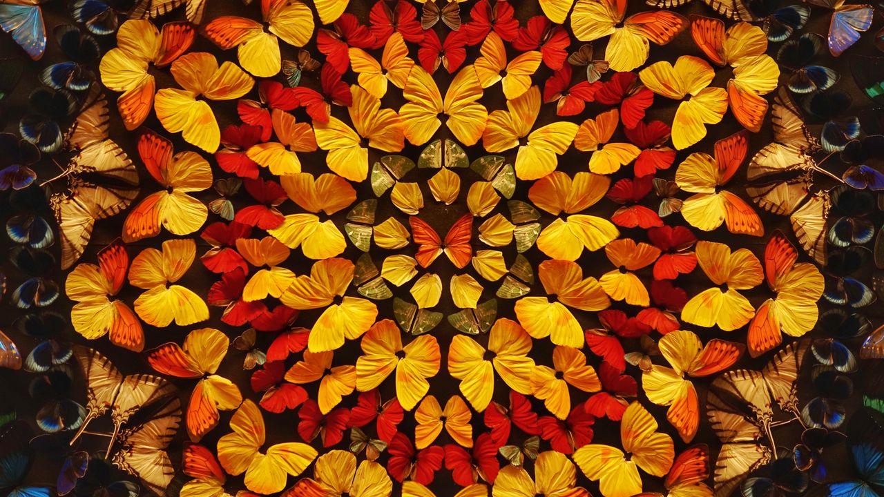 Wallpaper butterflies, patterns, wings, colored