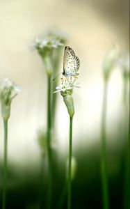 Preview wallpaper butterflies, plants, flower, light, glare