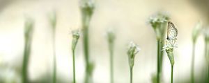 Preview wallpaper butterflies, plants, flower, light, glare