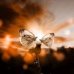 Preview wallpaper butterflies, sky, plant, twilight, backlight, romantic