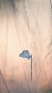 Preview wallpaper butterflies, wings, ears, grass