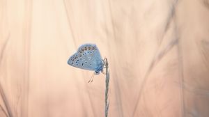 Preview wallpaper butterflies, wings, ears, grass