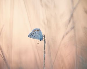 Preview wallpaper butterflies, wings, ears, grass