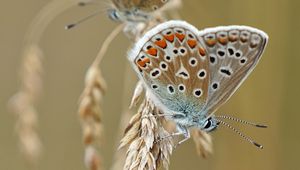 Preview wallpaper butterflies, wings, ears, macro