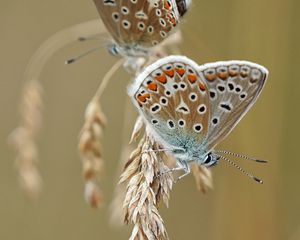 Preview wallpaper butterflies, wings, ears, macro