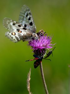 Preview wallpaper butterflies, wings, flower, thistle, macro