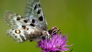 Preview wallpaper butterflies, wings, flower, thistle, macro