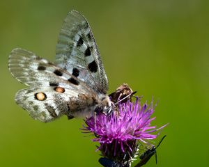 Preview wallpaper butterflies, wings, flower, thistle, macro