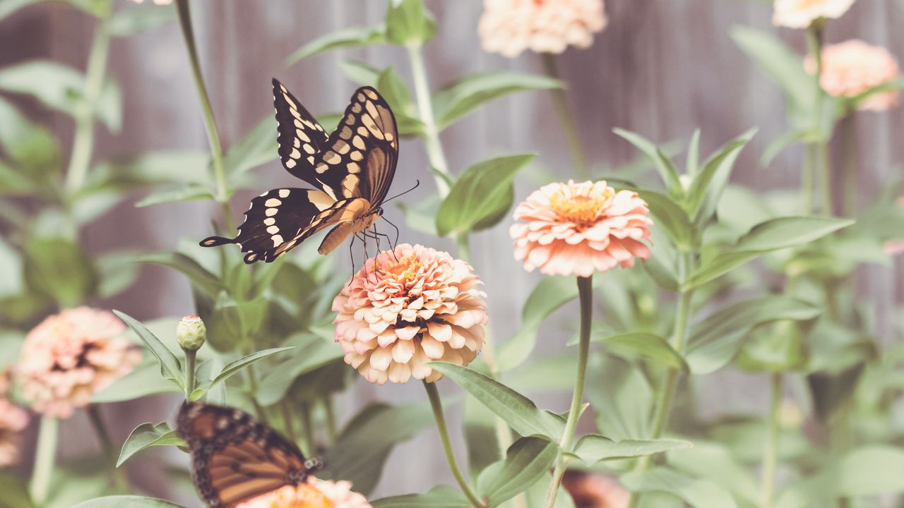 Wallpaper butterflies, wings, flowers, macro