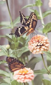 Preview wallpaper butterflies, wings, flowers, macro