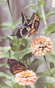 Preview wallpaper butterflies, wings, flowers, macro