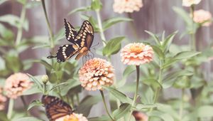 Preview wallpaper butterflies, wings, flowers, macro