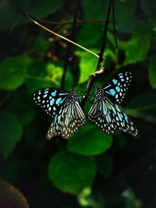 Preview wallpaper butterflies, wings, pattern, tropical