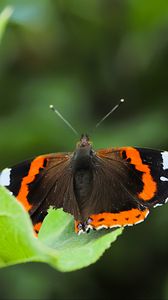 Preview wallpaper butterfly admiral, insect, wings, macro, greenery