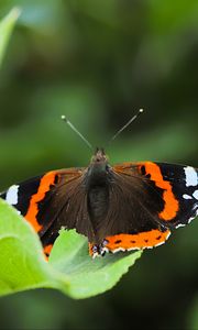 Preview wallpaper butterfly admiral, insect, wings, macro, greenery