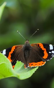 Preview wallpaper butterfly admiral, insect, wings, macro, greenery