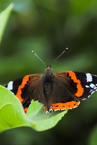 Preview wallpaper butterfly admiral, insect, wings, macro, greenery