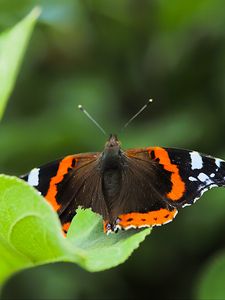 Preview wallpaper butterfly admiral, insect, wings, macro, greenery