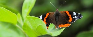 Preview wallpaper butterfly admiral, insect, wings, macro, greenery