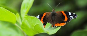 Preview wallpaper butterfly admiral, insect, wings, macro, greenery