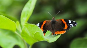 Preview wallpaper butterfly admiral, insect, wings, macro, greenery
