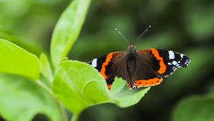 Preview wallpaper butterfly admiral, insect, wings, macro, greenery