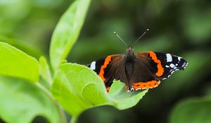 Preview wallpaper butterfly admiral, insect, wings, macro, greenery
