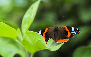 Preview wallpaper butterfly admiral, insect, wings, macro, greenery