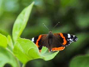 Preview wallpaper butterfly admiral, insect, wings, macro, greenery