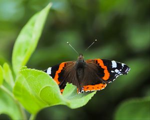 Preview wallpaper butterfly admiral, insect, wings, macro, greenery