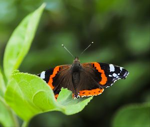 Preview wallpaper butterfly admiral, insect, wings, macro, greenery