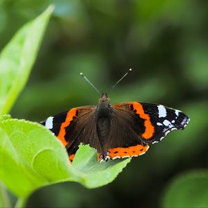 Preview wallpaper butterfly admiral, insect, wings, macro, greenery