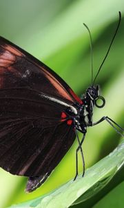 Preview wallpaper butterfly, antennae, wings, patterns