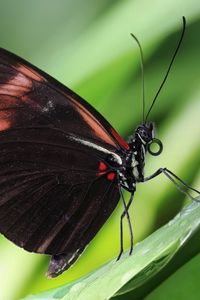 Preview wallpaper butterfly, antennae, wings, patterns