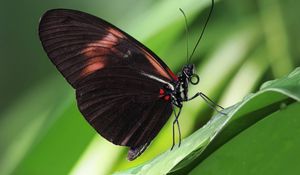 Preview wallpaper butterfly, antennae, wings, patterns
