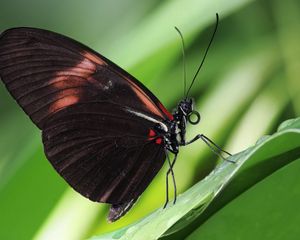 Preview wallpaper butterfly, antennae, wings, patterns