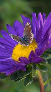 Preview wallpaper butterfly, aster, flower, macro