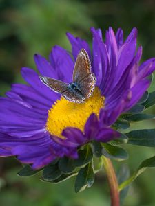Preview wallpaper butterfly, aster, flower, macro