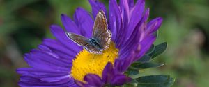 Preview wallpaper butterfly, aster, flower, macro