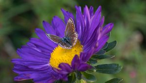 Preview wallpaper butterfly, aster, flower, macro