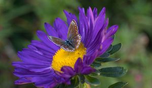 Preview wallpaper butterfly, aster, flower, macro