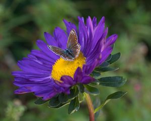 Preview wallpaper butterfly, aster, flower, macro