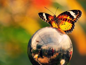Preview wallpaper butterfly, ball, metal, wings, flashing