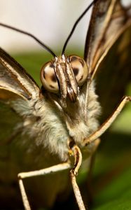 Preview wallpaper butterfly, beautiful, wings, macro