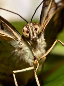 Preview wallpaper butterfly, beautiful, wings, macro