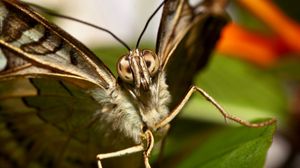 Preview wallpaper butterfly, beautiful, wings, macro