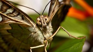 Preview wallpaper butterfly, beautiful, wings, macro