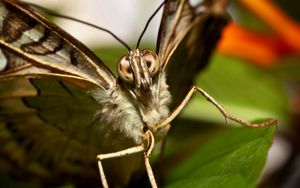 Preview wallpaper butterfly, beautiful, wings, macro