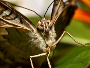 Preview wallpaper butterfly, beautiful, wings, macro